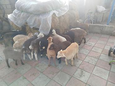 Quzu: Qoyun quzuları satılır – 22 quzudu kom 175 lə tek tek seçib götürən -da lalafo.az — 5 Quzu: Qoyun quzuları satılır – 22 quzudu kom 175 lə tek tek seçib götürən — 5