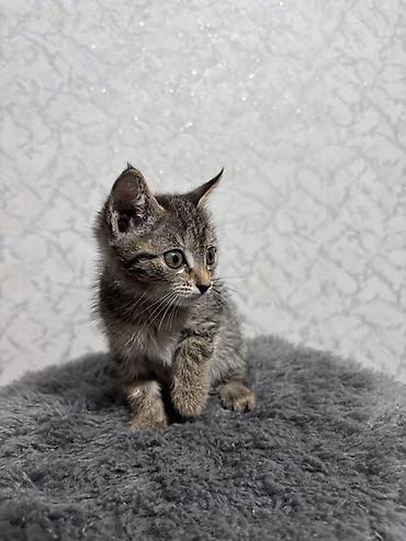 котёнок токмок: ⭕️ Бесплатно, Бишкек! Котёнок, мальчик, возраст — 1 месяц. Окрас — 3