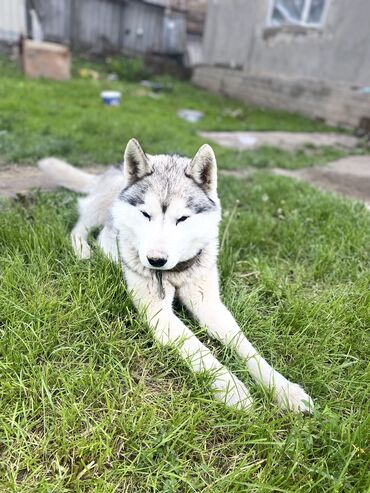 Собаки: Порода аляскинской маламут Кобель, 10 месяцев Очень активный Любит