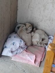 дом для кош: Бездомные маленькие котята ищут хозяина, 3 котëнка, отдадим в добрые