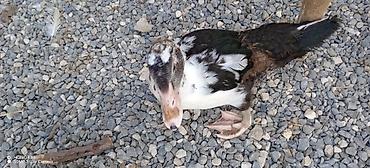 cücə gəncə: Muscovy (Hind) ördəkləri – müxtəlif yaşlarda sürü - Cins: Muscovy — 8