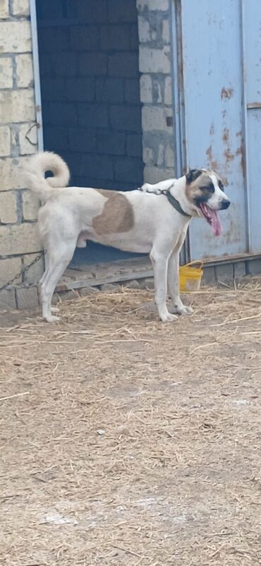 çau çau satılır: Qurdbasar, 1 il, Erkek, Peyvəndli, Rayonlara çatdırılma