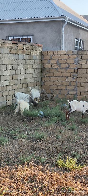 pışık satisi 2021: 1 teke 3disi yani balali 1 disi umumilikde 8 bas heyvan — 6