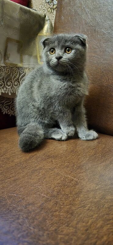 Pişiklər: Şotland yastı qulaq — 9