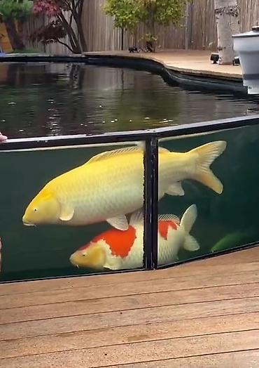 Рыбы: Рыба карп кои японские декоративный разне цветле размер7-10см до 35см — 10