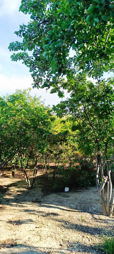 Torpaq sahələrinin satışı: 8 sot, Tikinti, Mülkiyyətçi, Kupça (Çıxarış) -da lalafo.az — 20 Torpaq sahələrinin satışı: 8 sot, Tikinti, Mülkiyyətçi, Kupça (Çıxarış) — 20