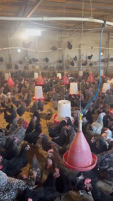 Quşlar: Super Sort Lider 55 və Qara çil Xarkov Toyuqlarinin mayali yumurtasi — 3