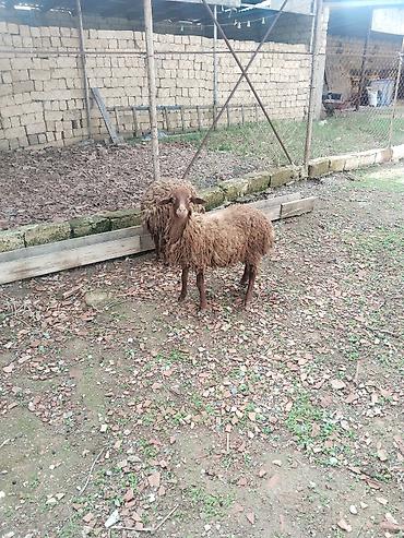 ot yonca: Quzu – 2 baş (qəhvəyi rəngli, uzun yunlu) - Cins tipi: yerli — 2