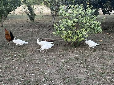 qus nomreleri: Tovuzquşu balaları - Ağcabədi rayonunda yerləşir. - cütü 150 azndir — 8