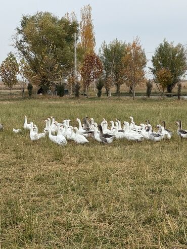 дойный коза: Гуси на вольном выпасе Возраст 8 месяцев - Поголовье крупное