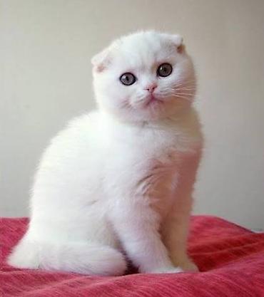 Кошки: Шотландская вислоухая — 9