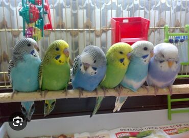 птицы попугаи: Волнистые попугаи 550 с