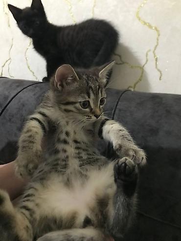 Pişiklər: Yaxşı əllərə — 2