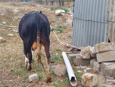 cins ineklerin satisi: Dişi, il: 2, 350 kq, Damazlıq, Südlük, Pulsuz çatdırılma