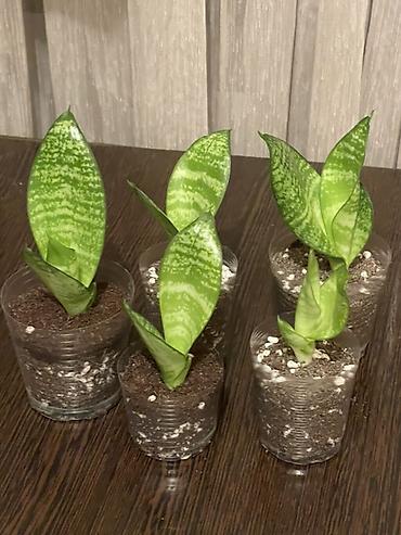 большой фикус: Сансевиерия ханни Sansevieria trifasciata 'Hahnii' — компактная — 1
