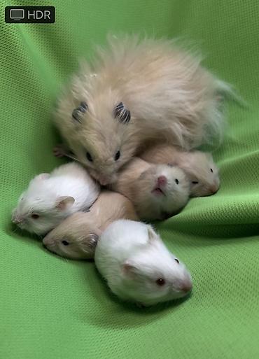 Хомяки: Продаются хомячки ручные. В нашем питомнике вы можете приобрести — 15