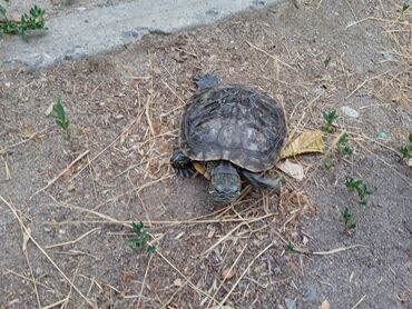 купить террариум для черепахи: Красноухая черепаха (Trachemys scripta elegans) - Аквариумная водная