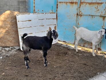 мел для животных: Продаю | Коза (самка), Козёл (самец), Козлёнок | Полукровка, Зааненская, Нубийская | На забой, Для разведения, Для молока | Племенные, Котные, Осеменитель