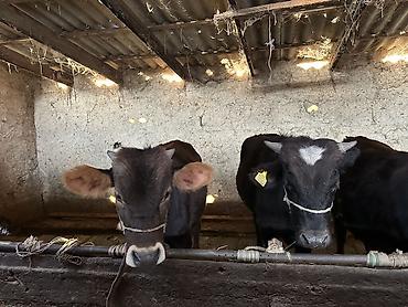 Коровы, быки: Продаю | Бык (самец) | На откорм — 3