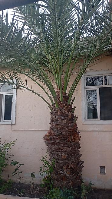 ev gulleri ve adları: Xurma xurması (Phoenix dactylifera) palma ağacı - Hündürlüyü — 6