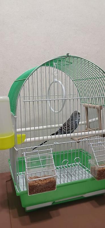 Зоотовары: Продается попугай, волнистый, самец, в подарок пакет корма. Клетка для — 6