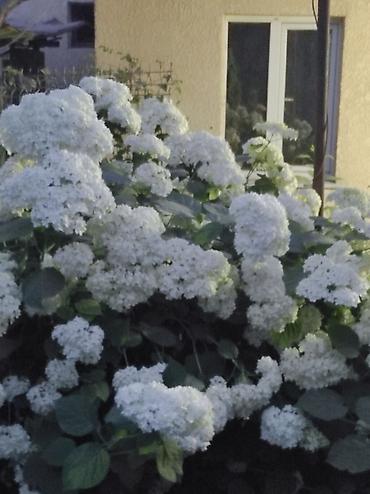 Гортензия: Садовые многолетники — 1