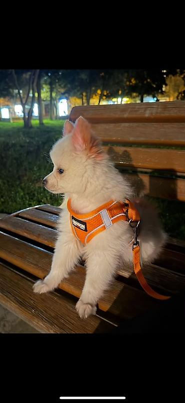 k9 it: Pekines, 6 ay, Dişi, Pulsuz çatdırılma — 1