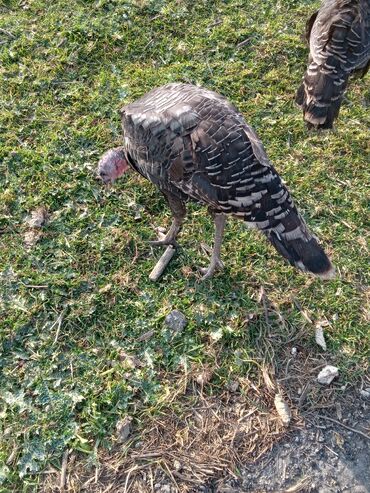 Hinduşka: Məhsul: Hinduşka sürüsü Təsvir: - Şəkillərdə müxtəlif rənglərdə — 2