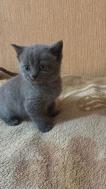 Кошки: Boz rəngli bala pişiklər - Növ: ev pişiyi (qısa tüklü, boz rəng — 1