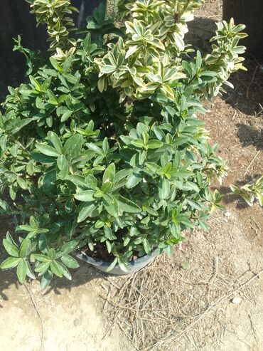 Tinglər: Həmişəyaşıl dekorativ kollar – qablarda - Növ: Euonymus japonicus — 20