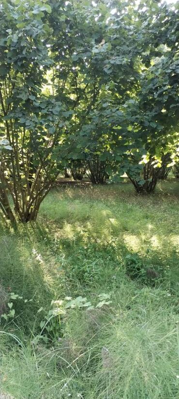 Torpaq sahələrinin satışı: 54 sot, Kənd təsərrüfatı, Kupça (Çıxarış) — 11