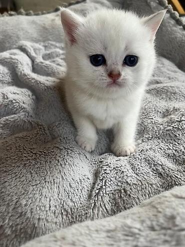 Pişiklər: Yaxşı əllərə — 3