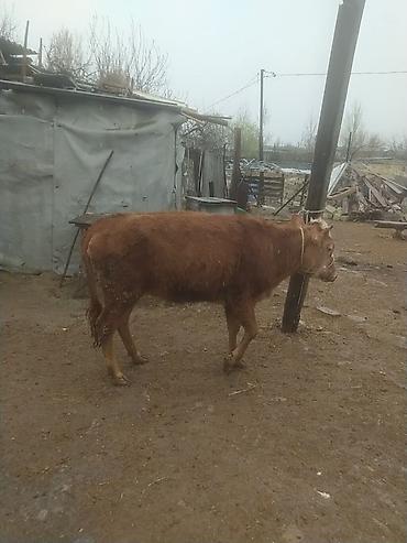 Dana, buzov: Qara mal – dişi dana/sığır - Rəng: qırmızı-qonur, alnı və burnu ağ — 11