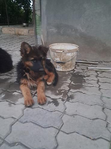 kangal itləri: Alman çoban iti, 2 ay, Dişi, Peyvəndli, Ünvandan götürmə — 2