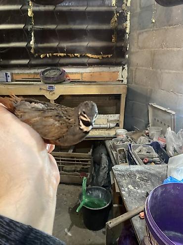 Другие с/х животные: Китайские расписные перепелки - Породы/окрасы: смешанные – тёмные — 9