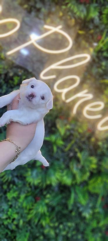 bull terrier satilir: Malta balonkasi mini . qiymetde razilawmaq olar — 2