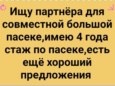 дать объявление: Партнёрство по пчеловодству/пасеке - Предлагается совместная работа