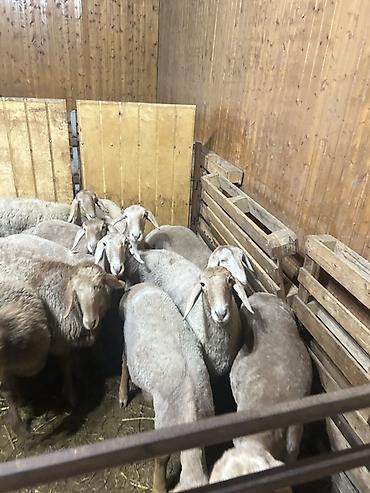 Баран, овца: Продаю | Овца (самка) | Для разведения | Ярка — 9