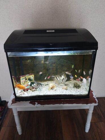 аквариум баку: Dördbucaq akvarium, Balıqlarla birlikdə, 45 l, Ünvandan götürmə