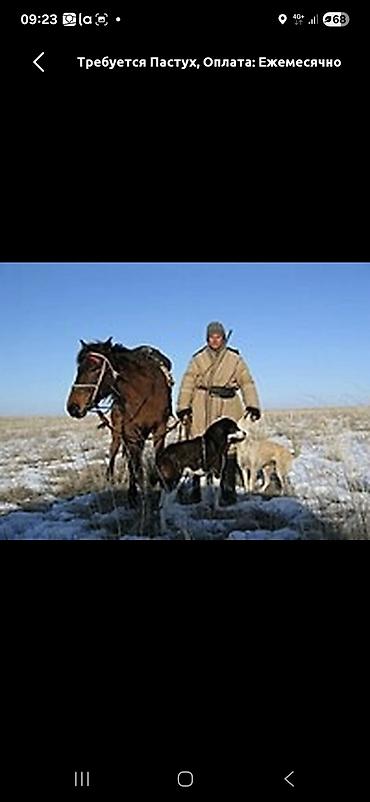 дойки ко: Требуется Пастух, Оплата: Ежемесячно — 1