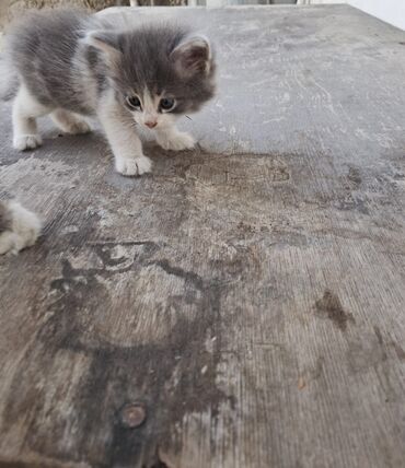 Pişiklər: Erkək