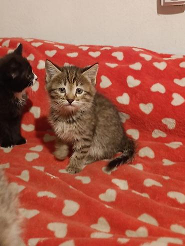 Отдам даром кошку: Котята девочки мальчики 1,5 месяца (серые мальчики, чёрно-белым — 18