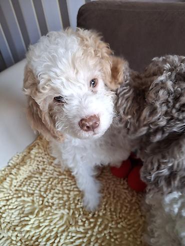 Psi: Rasni štenci – rase Lagotto Romagnolo (belo–braon) oznaka, mekanog — 7