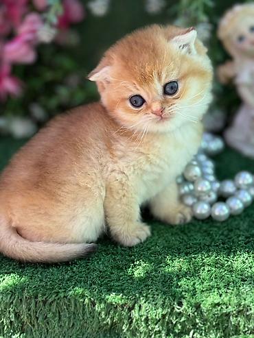 Pişiklər: Şotland — 4