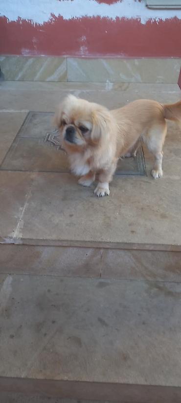 İtlər: Pekines, 8 ay, Erkək — 2