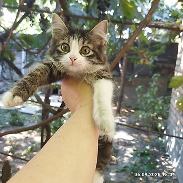 котята добрые руки: Котёнок кошечка — чёрно-белые «смокинги» . Яркие жёлто-зелёные глаза — 4
