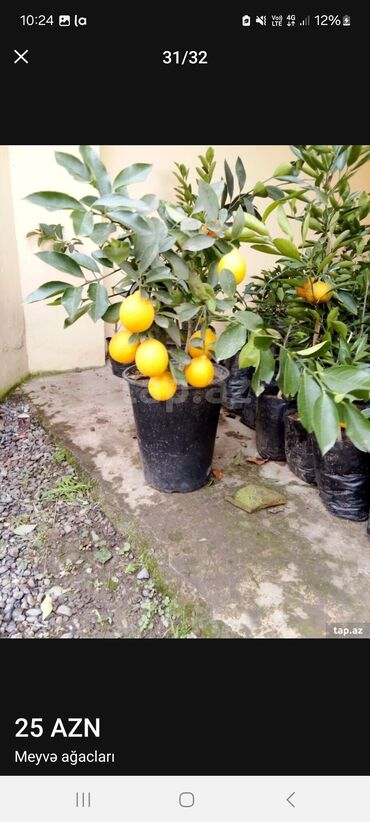 Tinglər: Müxtəlif dekorativ və meyvə ağaclarının tingləri. • Xurma-narıngi — 32