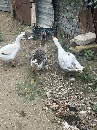 qızıl quş: Qazlar – 3 baş Salam qazdar satılır 2fere 1xoruz isteyen elaqe saxliya — 2