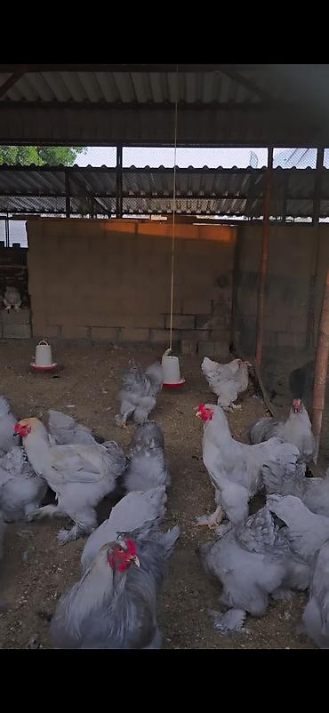 toyuq xoruz: Toyuq, Brama, Damazlıq — 4