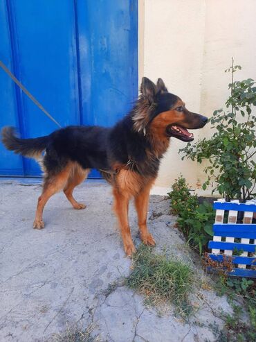 doberman itləri: 2 il, Erkek, Peyvəndli, Ünvandan götürmə